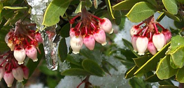 Manzanita flowers in the snow, Coronado National Memorial